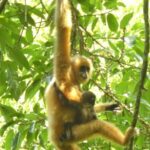 China's Commitment to Biodiversity: Protecting Nature for Human Well-Being