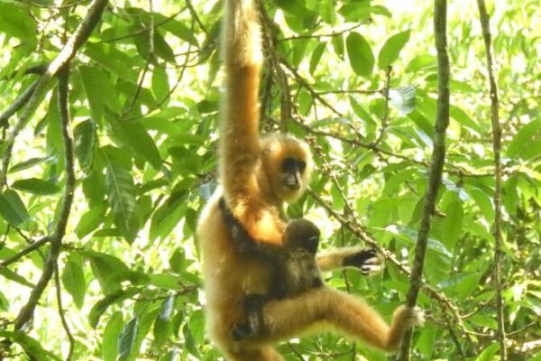 China’s Commitment to Biodiversity: Protecting Nature for Human Well-Being China's Commitment to Biodiversity: Protecting Nature for Human Well-Being