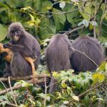 China's Conservation Efforts Protect Endangered Phayre's Leaf Monkeys