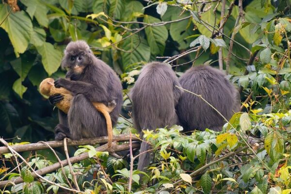 China’s Conservation Efforts Protect Endangered Phayre’s Leaf Monkeys China's Conservation Efforts Protect Endangered Phayre's Leaf Monkeys