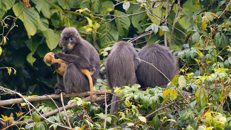 Chinas_Conservation_Efforts_Protect_Endangered_Phayres_Leaf_Monkeys - Khabar Asia China's Conservation Efforts Protect Endangered Phayre's Leaf Monkeys
