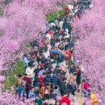 China's Decades of Reforestation Bear Fruit: World’s Largest Man-Made Forests Thrive