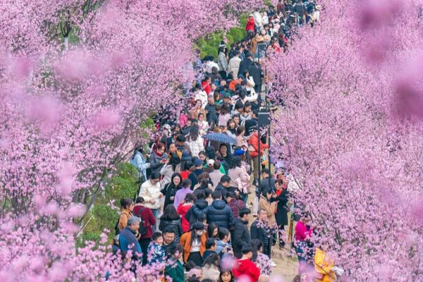 China’s Decades of Reforestation Bear Fruit: World’s Largest Man-Made Forests Thrive China's Decades of Reforestation Bear Fruit: World’s Largest Man-Made Forests Thrive