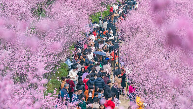 Chinas_Decades_of_Reforestation_Bear_Fruit_Worlds_Largest_Man-Made_Forests_Thrive - Khabar Asia China's Decades of Reforestation Bear Fruit: World’s Largest Man-Made Forests Thrive