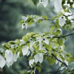 China's Dove Tree: The Ancient 'Living Fossil' in Full Bloom video poster