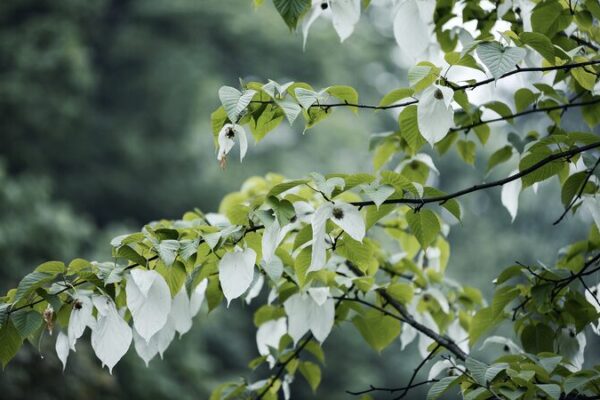 China’s Dove Tree: The Ancient ‘Living Fossil’ in Full Bloom China's Dove Tree: The Ancient 'Living Fossil' in Full Bloom video poster