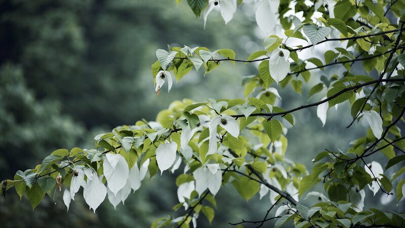 Chinas_Dove_Tree_The_Ancient_Living_Fossil_in_Full_Bloom_poster - Khabar Asia China's Dove Tree: The Ancient 'Living Fossil' in Full Bloom video poster