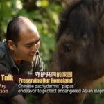 China's 'Elephant Dads' Help Double Endangered Asian Elephant Population video poster