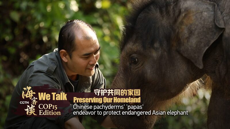 Chinas_Elephant_Dads_Help_Double_Endangered_Asian_Elephant_Population_poster - Khabar Asia China's 'Elephant Dads' Help Double Endangered Asian Elephant Population video poster