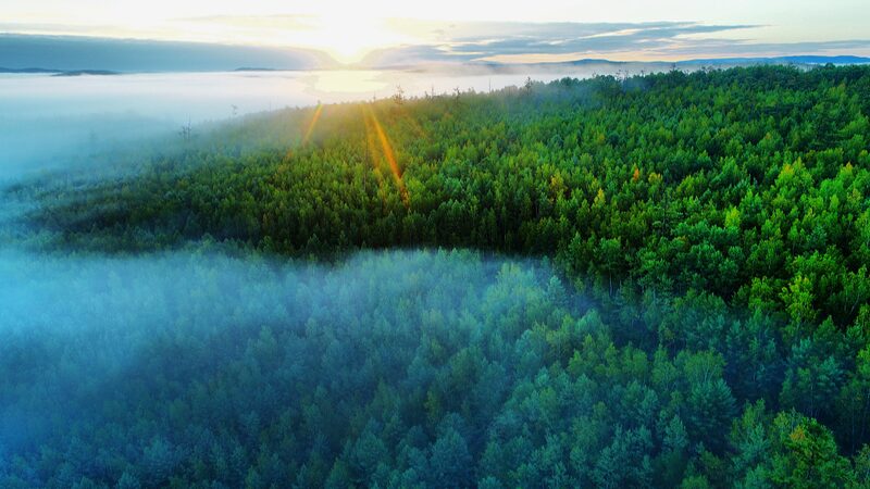 Chinas_Forest_Food_Output_Reaches_226_Million_Tonnes_in_2023_Leading_the_World - Khabar Asia China's Forest Food Output Reaches 226 Million Tonnes in 2023, Leading the World