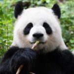 China's Giant Pandas: Cultural Ambassadors and Stars of the Golden Panda Awards