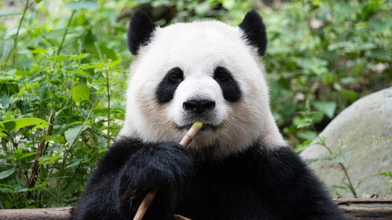 Chinas_Giant_Pandas_Cultural_Ambassadors_and_Stars_of_the_Golden_Panda_Awards - Khabar Asia China's Giant Pandas: Cultural Ambassadors and Stars of the Golden Panda Awards