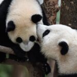 China's Giant Pandas: From Endangered Species to Cultural Icons video poster
