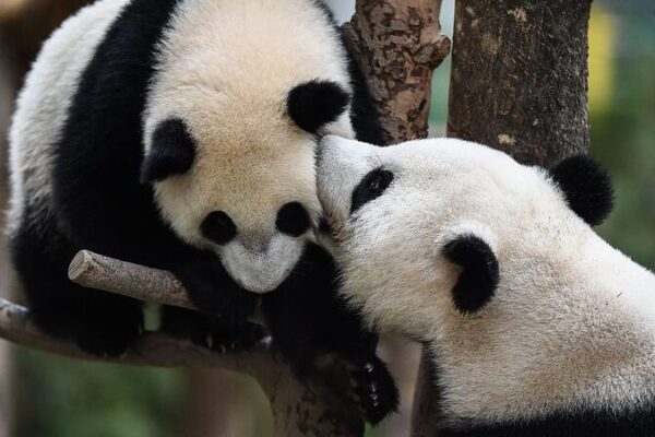 China’s Giant Pandas: From Endangered Species to Cultural Icons China's Giant Pandas: From Endangered Species to Cultural Icons video poster