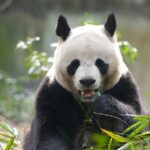Chinas_Giant_Pandas_From_Endangered_to_Emblems_of_Cultural_Connection_poster - Khabar Asia China's Giant Pandas: From Endangered to Emblems of Cultural Connection video poster