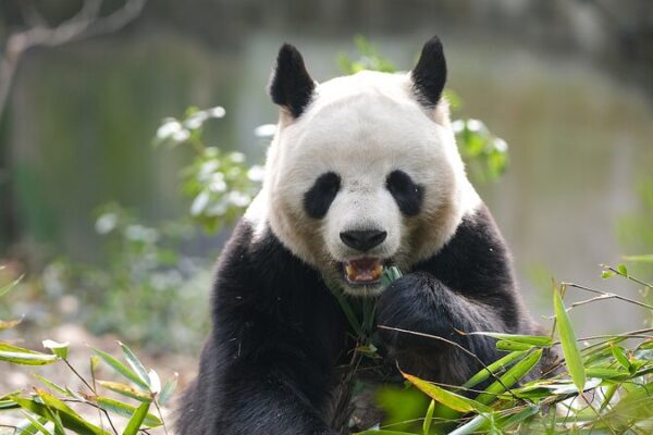 China’s Giant Pandas: From Endangered to Emblems of Cultural Connection China's Giant Pandas: From Endangered to Emblems of Cultural Connection video poster