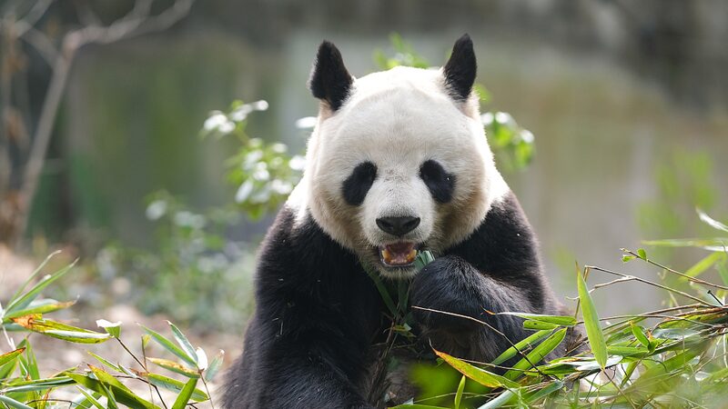 Chinas_Giant_Pandas_From_Endangered_to_Emblems_of_Cultural_Connection_poster - Khabar Asia China's Giant Pandas: From Endangered to Emblems of Cultural Connection video poster