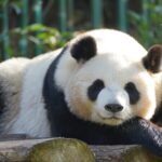 China's Giant Pandas: From National Treasure to Global Ambassadors video poster