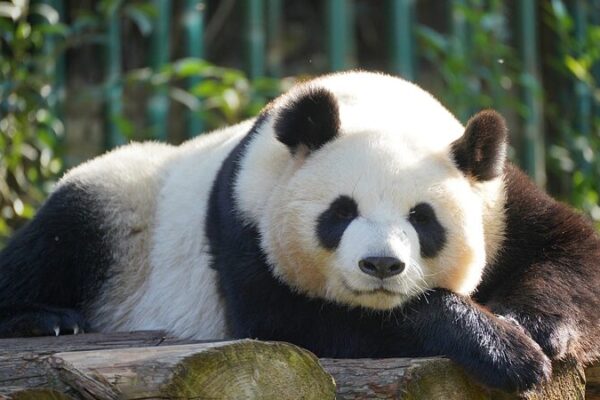 Chinas_Giant_Pandas_From_National_Treasure_to_Global_Ambassadors_poster - Khabar Asia China's Giant Pandas: From National Treasure to Global Ambassadors video poster