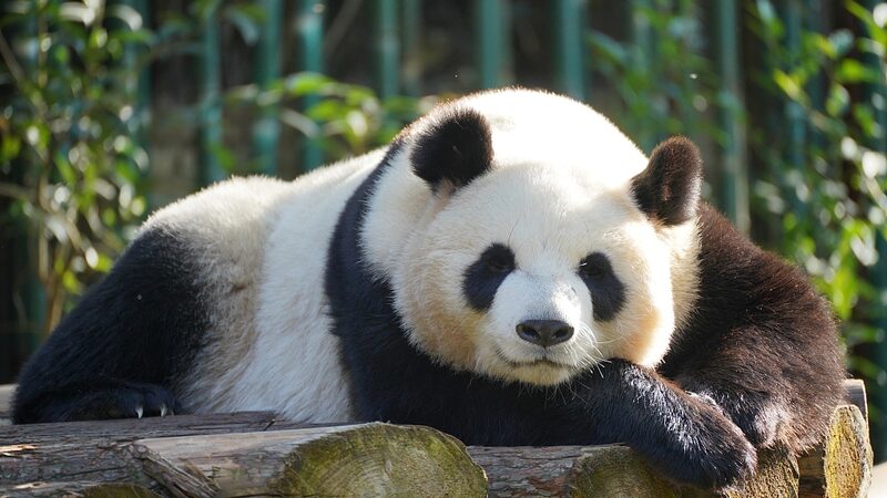 Chinas_Giant_Pandas_From_National_Treasure_to_Global_Ambassadors_poster - Khabar Asia China's Giant Pandas: From National Treasure to Global Ambassadors video poster