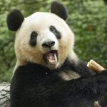 China's Giant Pandas: From National Treasures to Global Ambassadors video poster