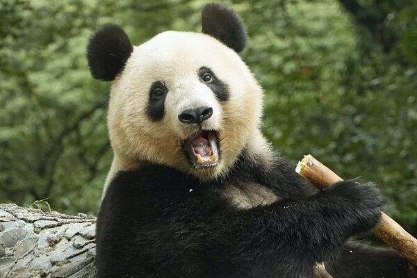 China’s Giant Pandas: From National Treasures to Global Ambassadors China's Giant Pandas: From National Treasures to Global Ambassadors video poster