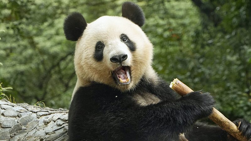 Chinas_Giant_Pandas_From_National_Treasures_to_Global_Ambassadors_poster - Khabar Asia China's Giant Pandas: From National Treasures to Global Ambassadors video poster