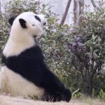 China's Giant Pandas Jin Xi and Zhu Yu to Begin 10-Year Stay in Spain video poster