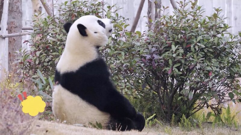 China's Giant Pandas Jin Xi and Zhu Yu to Begin 10-Year Stay in Spain video poster