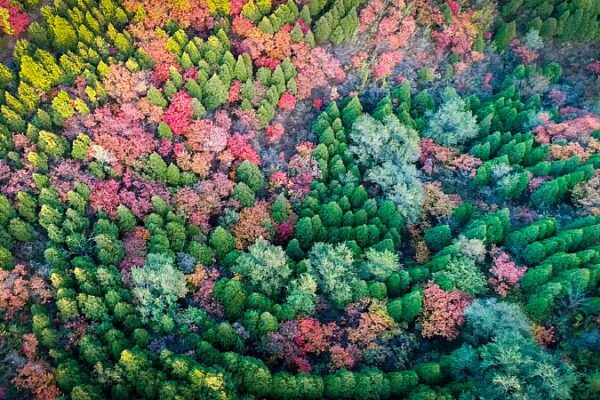 China's Green Initiatives Shine on International Day of Forests