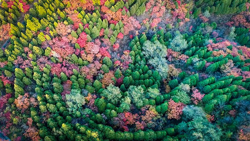 Chinas_Green_Initiatives_Shine_on_International_Day_of_Forests - Khabar Asia China's Green Initiatives Shine on International Day of Forests