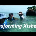 China's Greening Efforts Transform Xishazhou into a Flourishing Island video poster