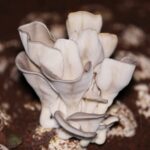 China's Juncao Technology Transforms Lives in Rwanda video poster