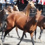 China's Largest Akhal-Teke Horse Base Wows Visitors in Xinjiang