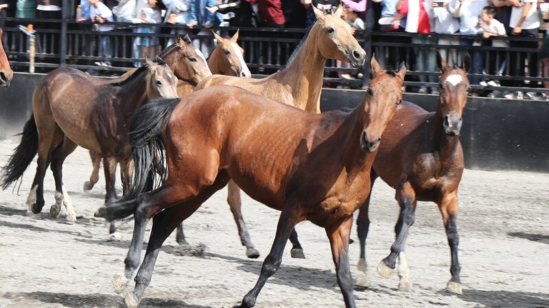 Chinas_Largest_Akhal-Teke_Horse_Base_Wows_Visitors_in_Xinjiang - Khabar Asia China's Largest Akhal-Teke Horse Base Wows Visitors in Xinjiang