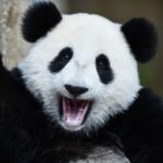 China's National Treasure: Giant Pandas Flourish in Sichuan video poster