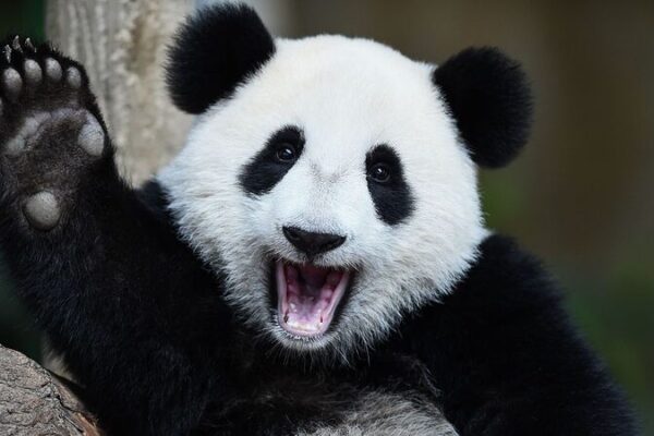 China’s National Treasure: Giant Pandas Flourish in Sichuan China's National Treasure: Giant Pandas Flourish in Sichuan video poster