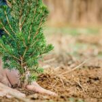 China's National Tree Planting Day Sees Surge in Greening Efforts
