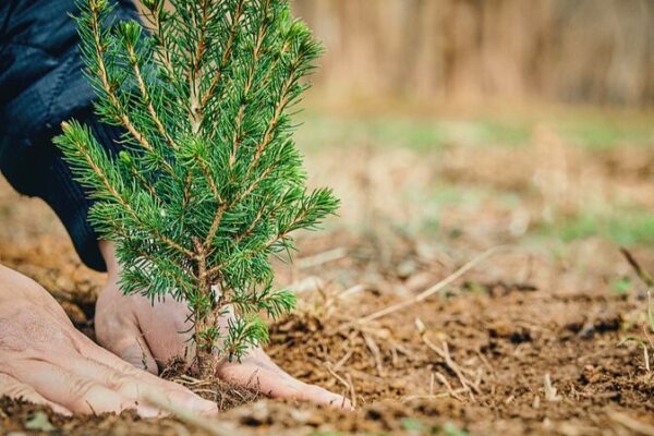 China’s National Tree Planting Day Sees Surge in Greening Efforts China's National Tree Planting Day Sees Surge in Greening Efforts