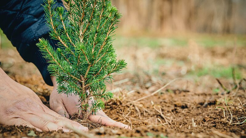 Chinas_National_Tree_Planting_Day_Sees_Surge_in_Greening_Efforts - Khabar Asia China's National Tree Planting Day Sees Surge in Greening Efforts