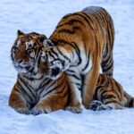 China's Northeast Tiger and Leopard Park Celebrates Birth of Over 35 Cubs in 2023