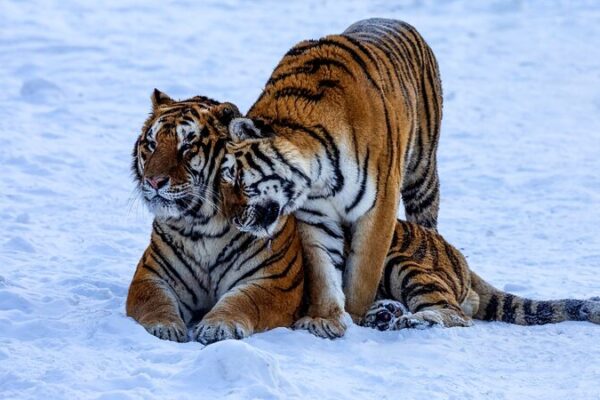 China's Northeast Tiger and Leopard Park Celebrates Birth of Over 35 Cubs in 2023