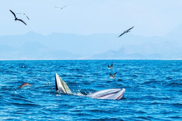 Chinas_Path_to_Ecological_Civilization_Protecting_Nature_for_a_Sustainable_Future_poster - Khabar Asia China's Path to Ecological Civilization: Protecting Nature for a Sustainable Future video poster