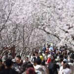 China's Qingming Festival Sees Record 119 Million Domestic Trips: Latest Travel Trends