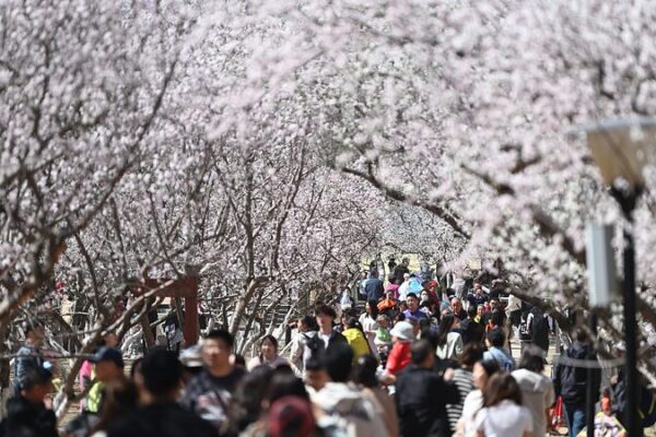 China’s Qingming Festival Sees Record 119 Million Domestic Trips: Latest Travel Trends China's Qingming Festival Sees Record 119 Million Domestic Trips: Latest Travel Trends