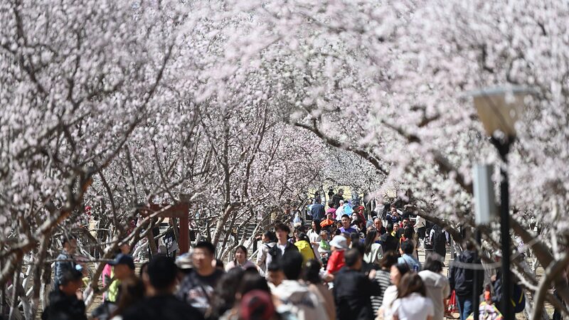 Chinas_Qingming_Festival_Sees_Record_119_Million_Domestic_Trips_Latest_Travel_Trends - Khabar Asia China's Qingming Festival Sees Record 119 Million Domestic Trips: Latest Travel Trends