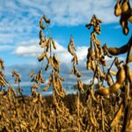 China's Quest for Seed Security: Boosting Soybean Self-Sufficiency