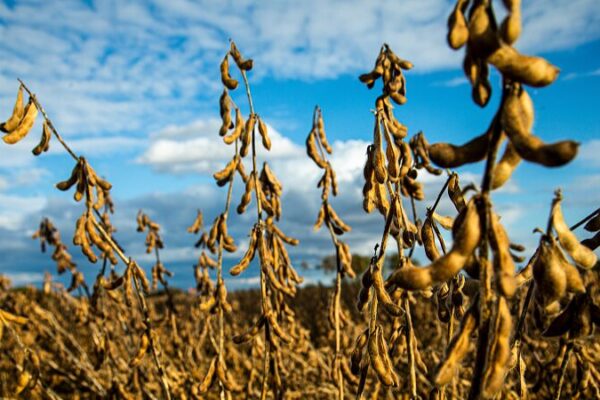 China’s Quest for Seed Security: Boosting Soybean Self-Sufficiency China's Quest for Seed Security: Boosting Soybean Self-Sufficiency