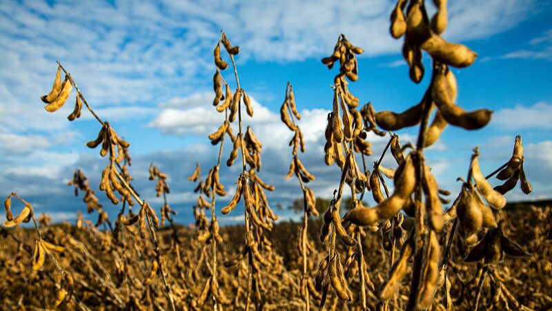 Chinas_Quest_for_Seed_Security_Boosting_Soybean_Self-Sufficiency - Khabar Asia China's Quest for Seed Security: Boosting Soybean Self-Sufficiency