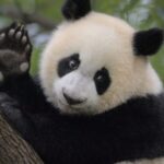 China's Rare Species Rebound Amid Enhanced Biodiversity Efforts